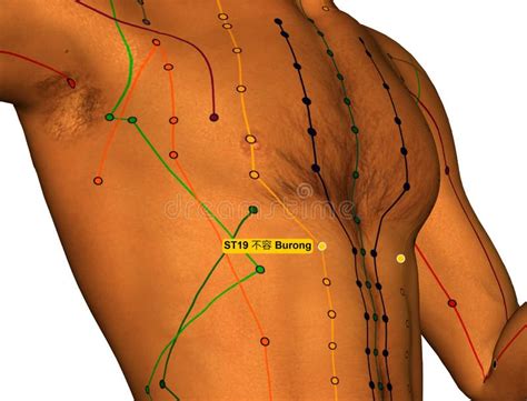 Collection Of Acupuncture Stomach Meridian Photos Illustrations