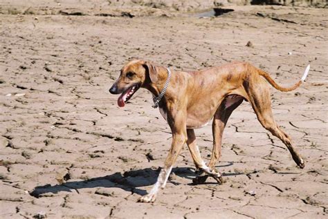 azawakh dog breed standards