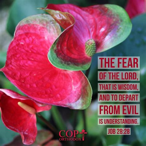 Job 2828 And To Man He Said ‘behold The Fear Of The Lord That Is