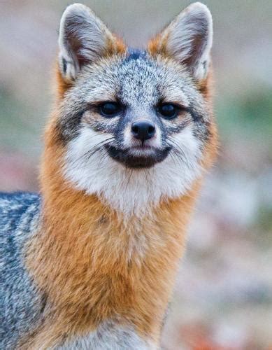 Gray Fox Missouri Department Of Conservation