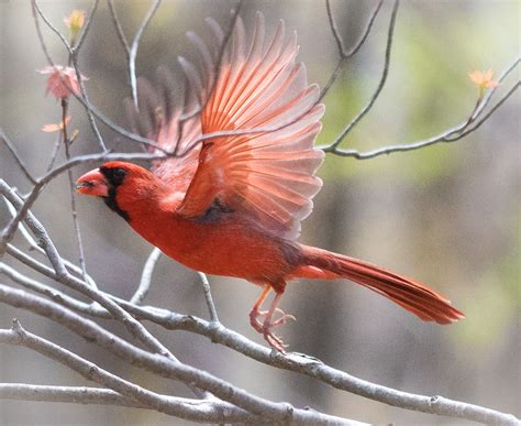 Northern Cardinal Strikes A Holiday Pose Flying Lessons