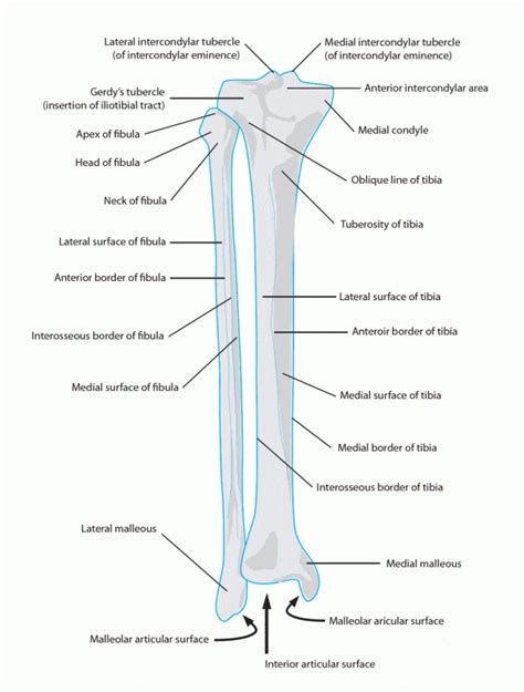 Fibula Anatomy Docpods