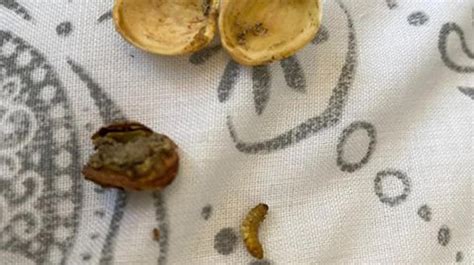 Eww Thats Nuts Woman Finds Maggot In Aldi Pistachios
