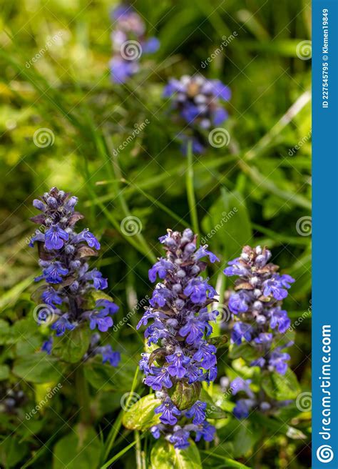 Ajuga Reptans Flower In The Field Close Up Stock Image Image Of