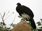 White-winged Guan (Penelope albipennis) | Chaparrí Lodge, Ch… | Flickr