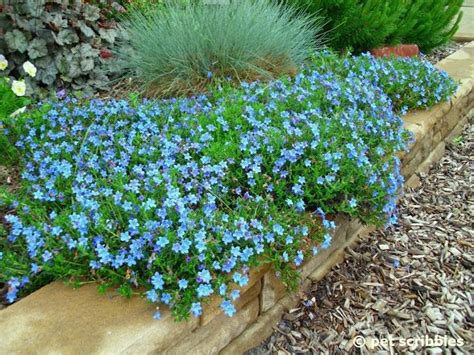 All About Lithodora An Evergreen Perennial With Intense