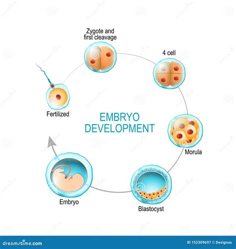 Desenvolvimento Do Embrio Da Fecundação Ao Zygote Ao Morula E Ao