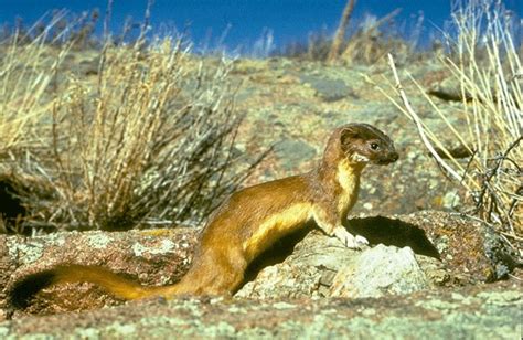 Long Tailed Weasel Mustela Frenata Jewel Cave National Monument U