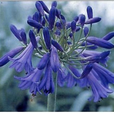 African Lily Flower Of The Day Hgtv