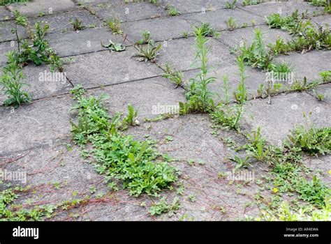 Weeds Paving Cracks In The Pavement Help Out Of Control Hi Res Stock