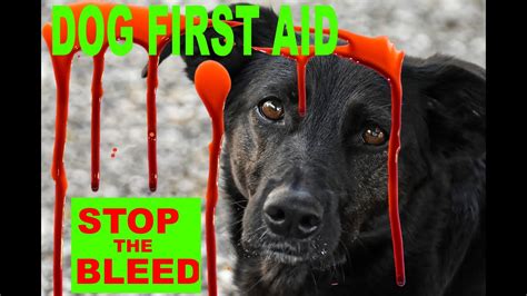 Dog First Aid Bleeding Control Youtube