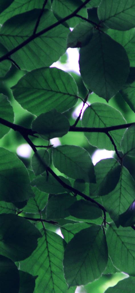 Dark Green Leaves Wallpapers Top Free Dark Green Leaves Backgrounds