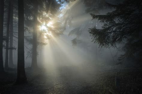 375279 Morning Fog Sunbeam Forest 4k Wallpaper Mocah Hd Wallpapers