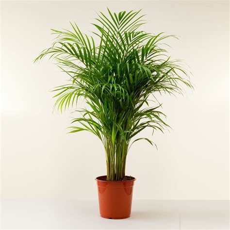 Dypsis Areca Parlour Palm Perfect Palm For Indoors 100 120cm Potted