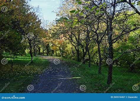 Autumn Park Alley With Yellowing Broadleaf Trees Stock Image Image Of