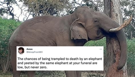 elephant kills woman and then shows up to her funeral and tramples her corpse sparking memes