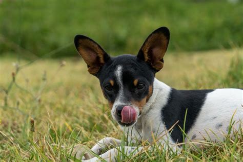 Por Qu Los Perros Se Lamen Los Genitales Wakyma