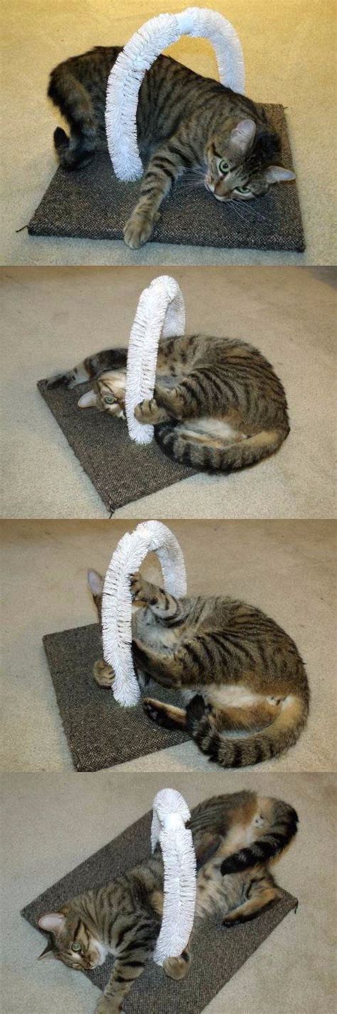 15 Smart Diy Ways To Keep Your Cat Entertained In Your Home Diy Cat