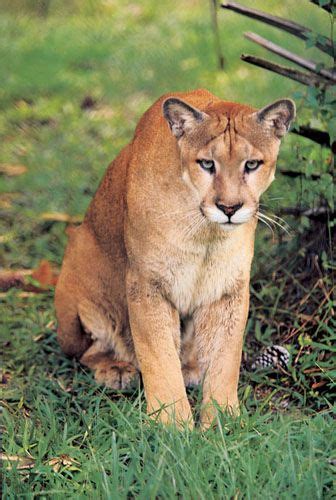 Brown Colored Panther Florida Panther Panther Facts Animals