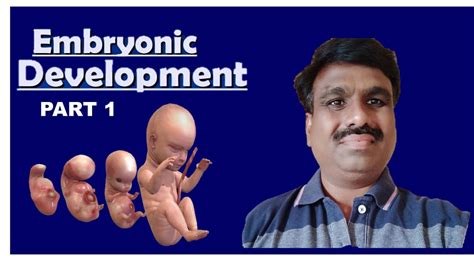 Embryonic Development Cleavage Morula Formation Human Reproduction Class 12th Neet Mht Cet