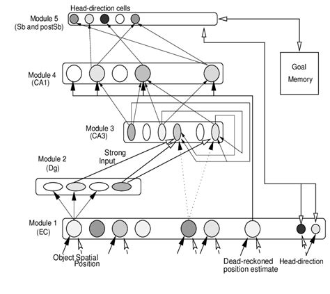 Computational Model Of The Hippocampus Download Scientific Diagram