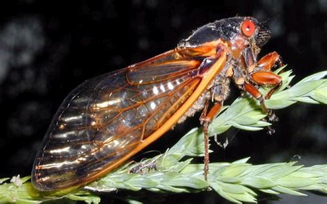 Whats The Buzz Cicadas May Emerge Early In Central Illinois