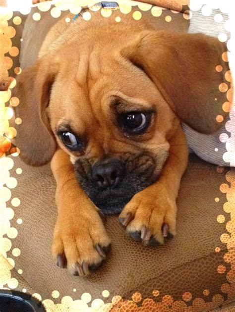 Puggles Are Just Too Cute Baby Pugs Puggle Puppies Cute Dog Pictures