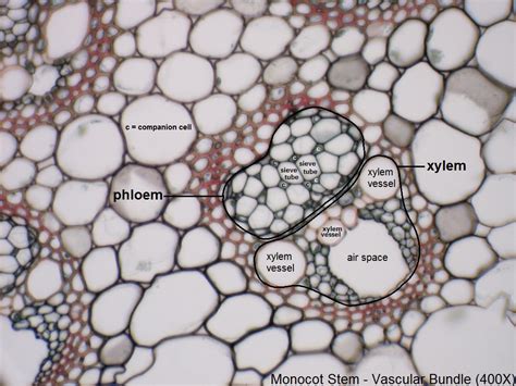 R Monocot Stem Vascular Bundle 400x