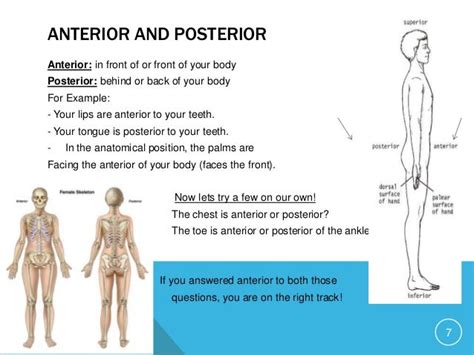 Anatomical Position Front And Back