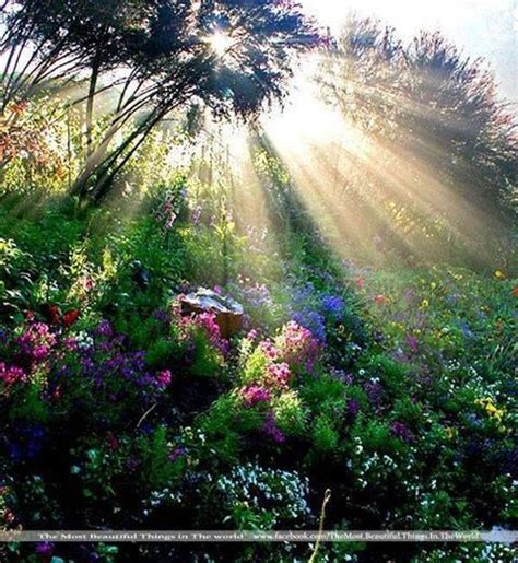 Sunbeams On Flowers Beautiful Nature Beautiful Landscapes Nature