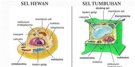 Organel Sel Yang Berfungsi Sebagai Tempat Berlangsungnya Data Dikdasmen