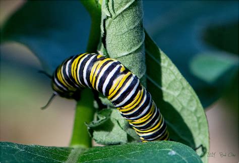 Monarch Butterfly Caterpillar Animal And Insect Photos Images By Bud