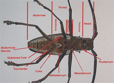 Insects Of Alberta Beetle Ventral Anatomy