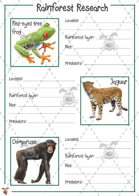 Rainforest Animals Fact Sheet Ks2 Rainforest Animal