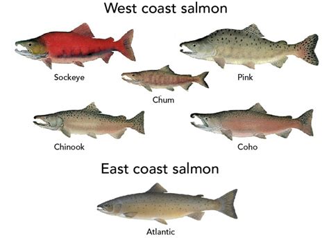 Farmed Salmon Vs Wild Salmon Lets Talk Science