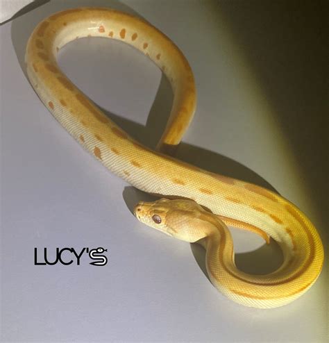 Socialized Albino Green Female Baby 2020 Burmese Python By Lucys