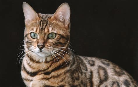 Steckbrief Bengalkatze