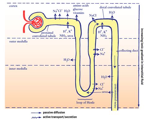 Cc Breaking Down Nephron Functioning Into Six Easy Steps