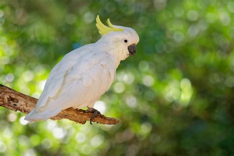 7 Most Exotic Pet Birds With Pictures Pet Keen