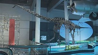 香港科學館星期五起舉行大型恐龍展覽 | Now 新聞