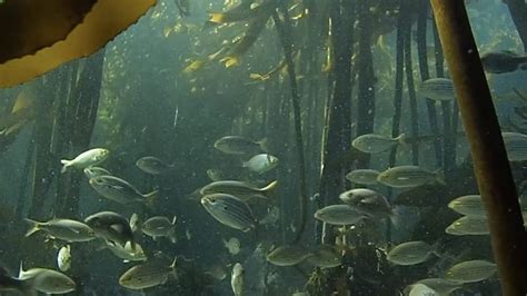 Discovering The Secrets Of An Underwater Forest Bbc Reel Underwater