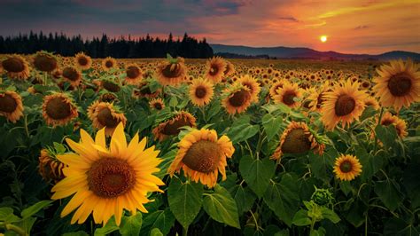 Campo De Girasoles Al Atardecer Fondo De Pantalla 4k Hd Id5863