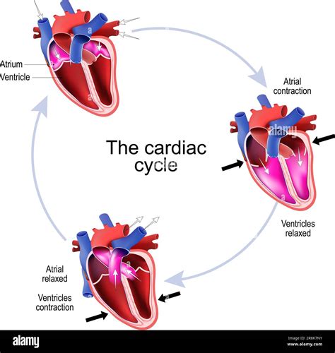 Phases Of The Cardiac Cycle Cross Section Of The Human Heart Vector