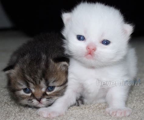 White Teacup Persian Kittens Biological Science Picture Directory