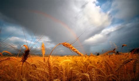 48 Free Harvest Wallpaper Wallpapersafari