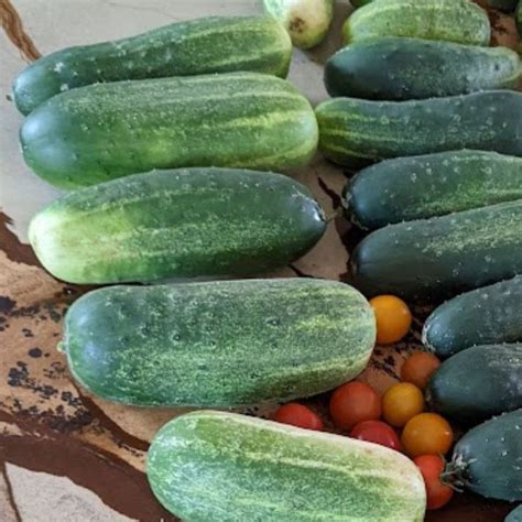 What To Do With Overgrown Cucumbers 15 Delicious Ideas