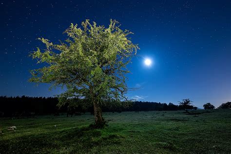 1024x768 Resolution Green Trees During Nighttime Hd Wallpaper