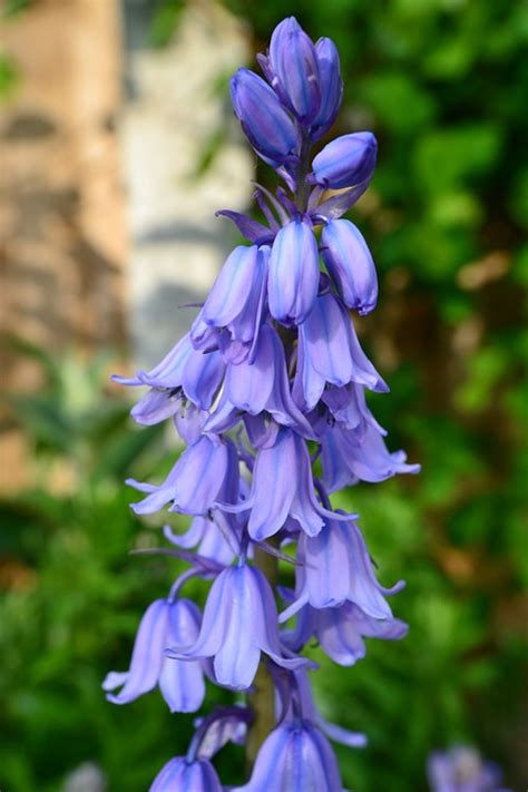 Bluebell Flower Bulb Cultivated Free Photo On Pixabay Flowers 