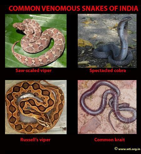 What Is The City In India With The Most Snakes Quora