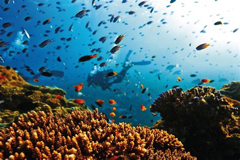 Guide To The Southern Great Barrier Reef Tourism Australia